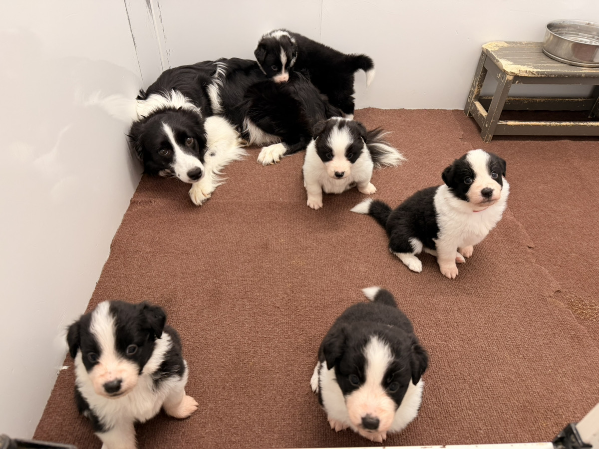 ライヤの子育てルーム通信❤③R8.1.8