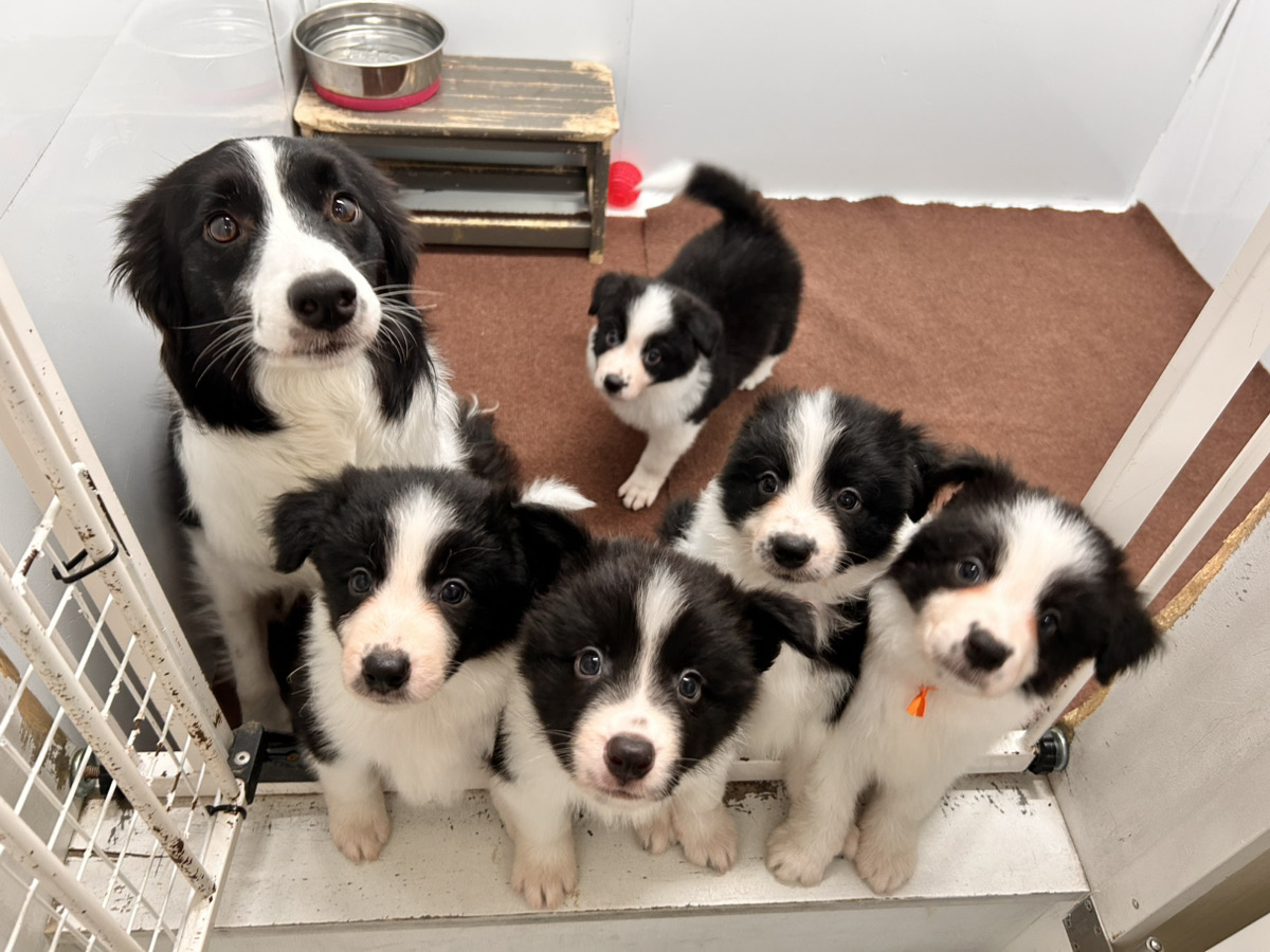 ライヤの子育てルーム通信❤R8.1.23④