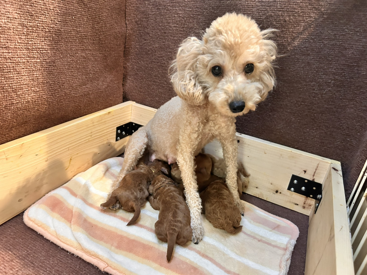 はなびの子育てルーム通信❤R8.1.30