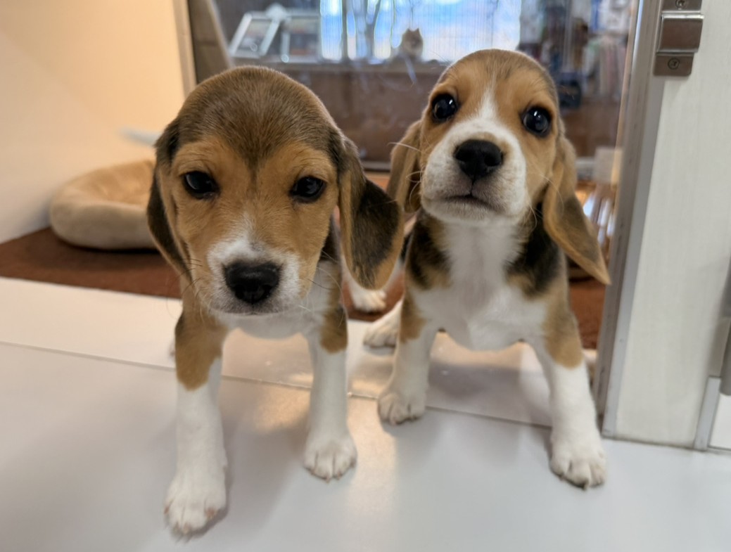 みたらしの子育てルーム通信❤⑥R8.1.11