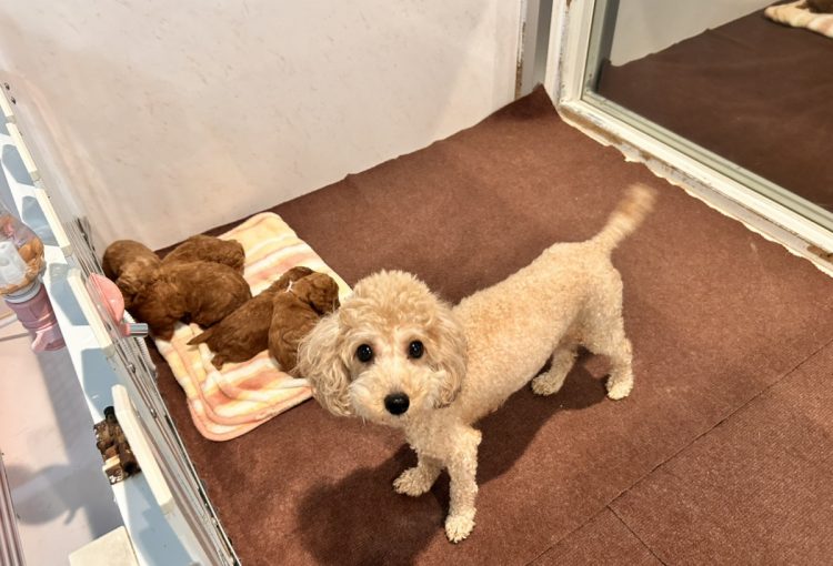 はなびの子育てルーム通信❤③R8.2.19