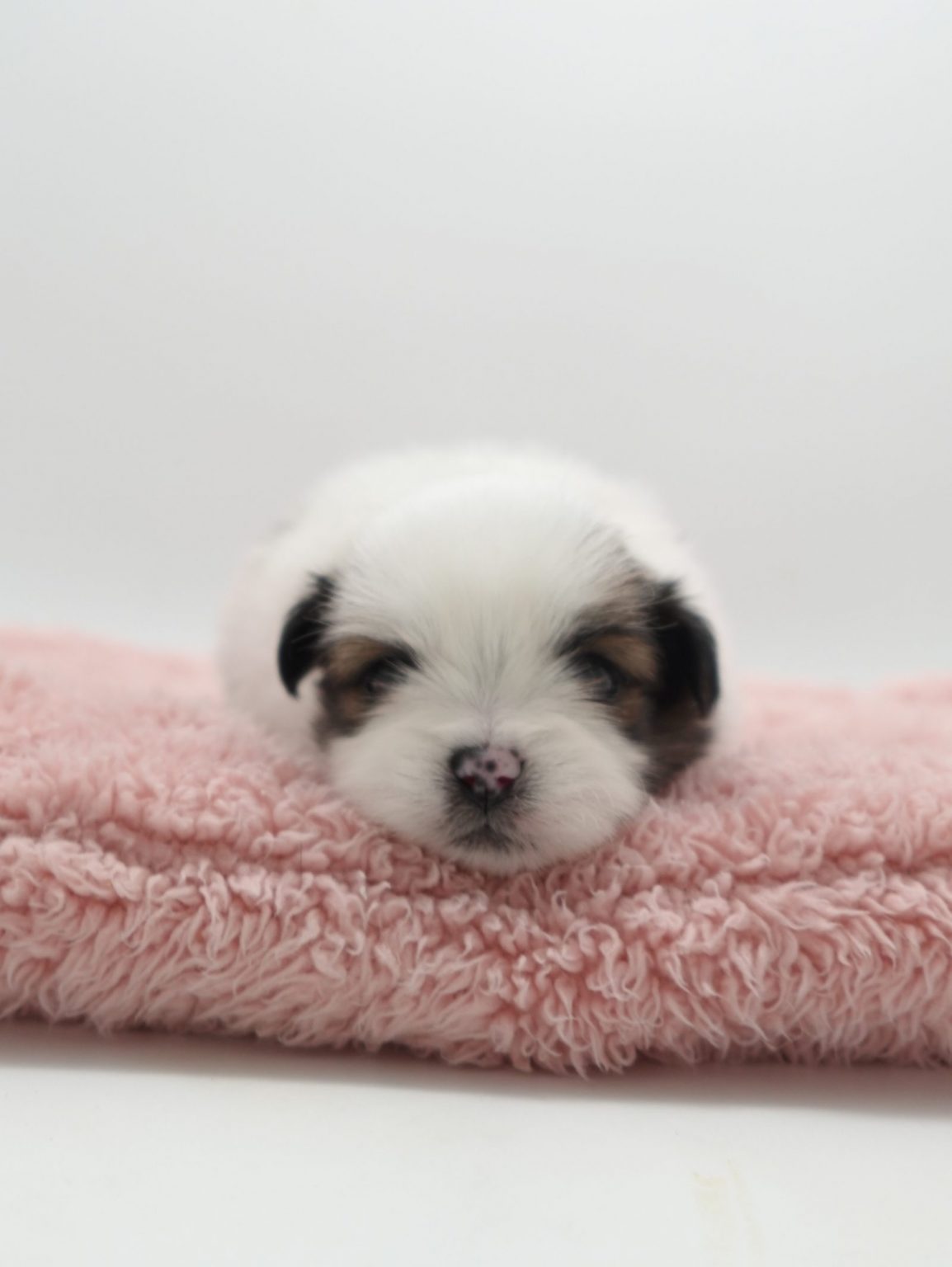 ミックス（シーズー×ポメラニアン） | 世界の名犬牧場