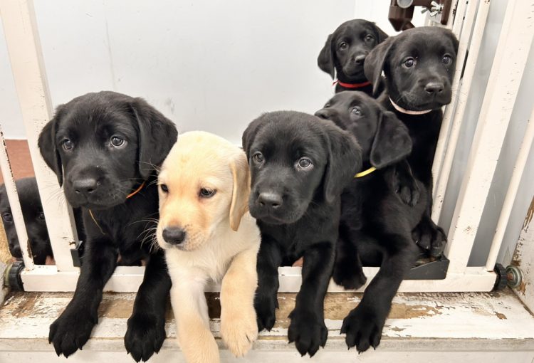 えごまの子育てルーム通信❤⑤R8.2.10