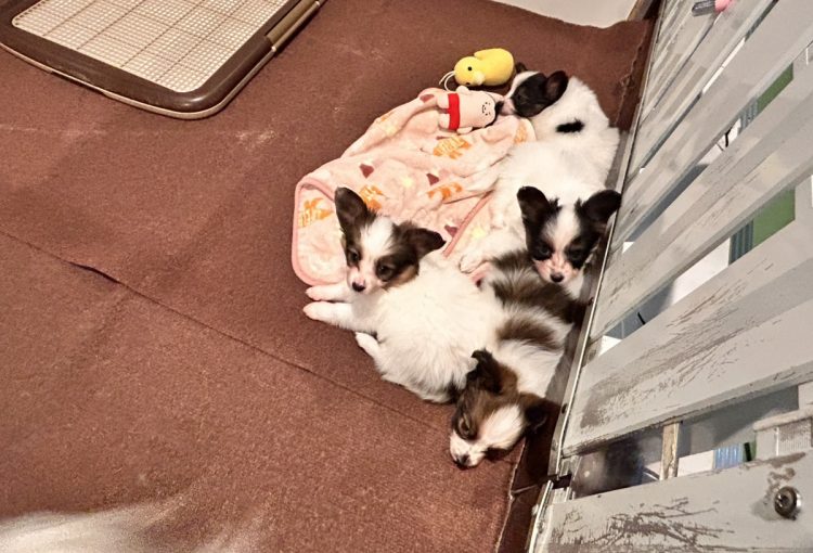 ハープの子育てルーム通信❤④R8.2.7