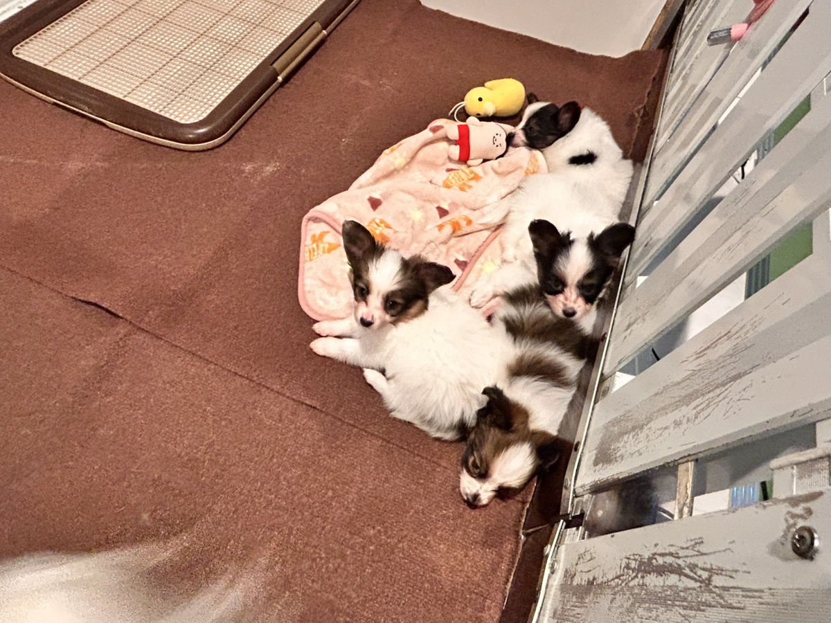 ハープの子育てルーム通信❤④R8.2.7