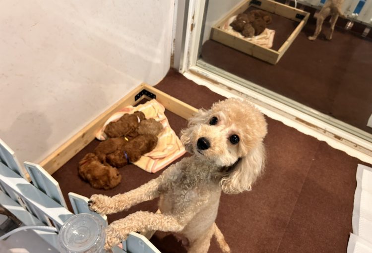 はなびの子育てルーム通信❤②R8.2.12