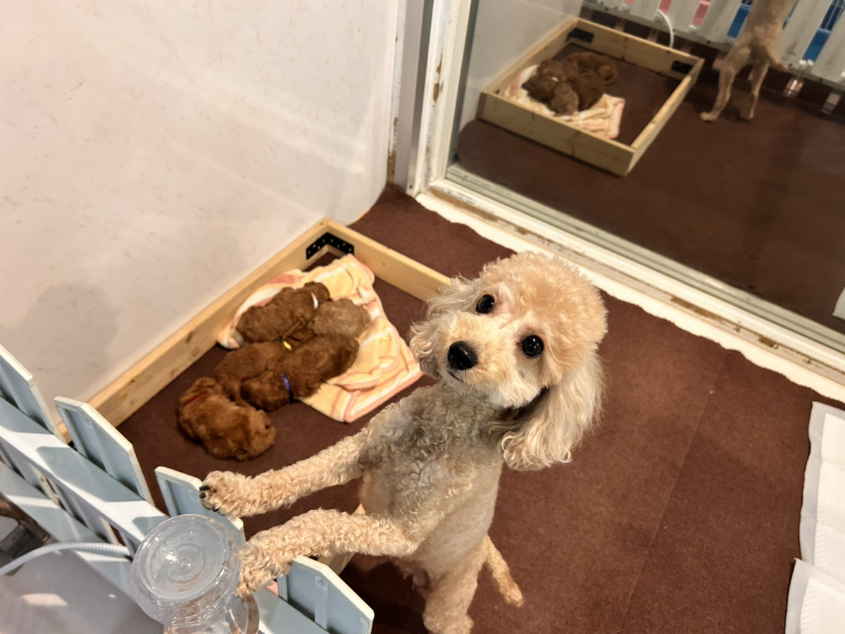 はなびの子育てルーム通信❤②R8.2.12