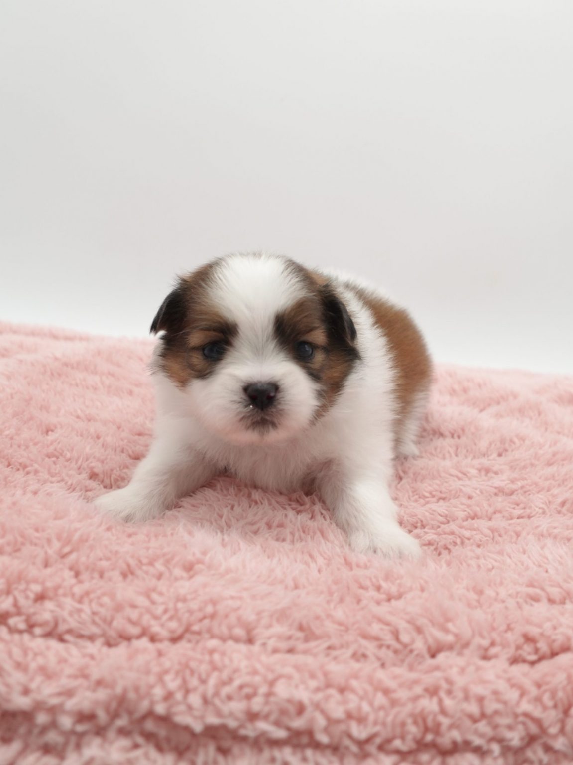 ミックス（シーズー×ポメラニアン） | 世界の名犬牧場