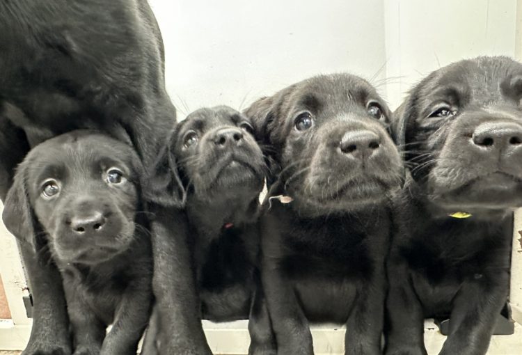 えごまの子育てルーム通信❤④R8.2.1