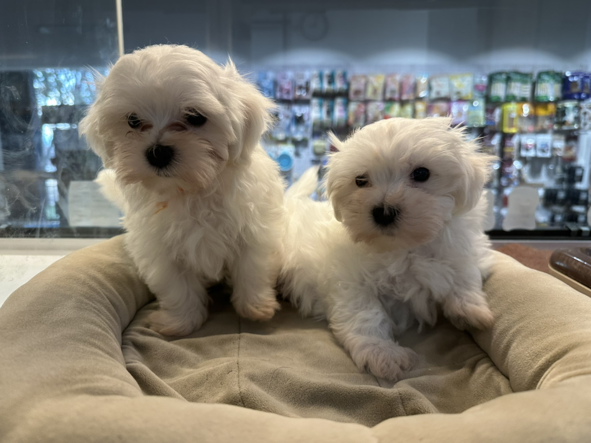 エルサの子育てルーム通信❤⑤