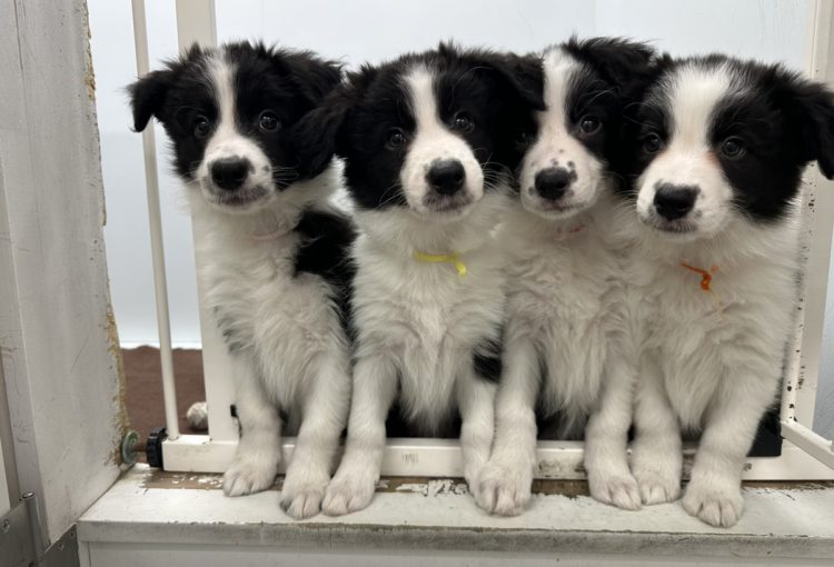 ライヤの子育てルーム通信❤⑥R8.2.9