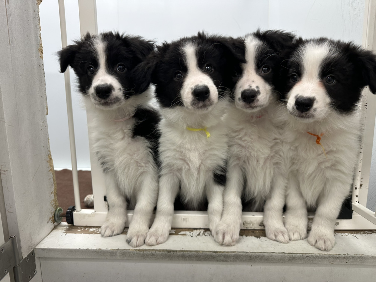 ライヤの子育てルーム通信❤⑥R8.2.9