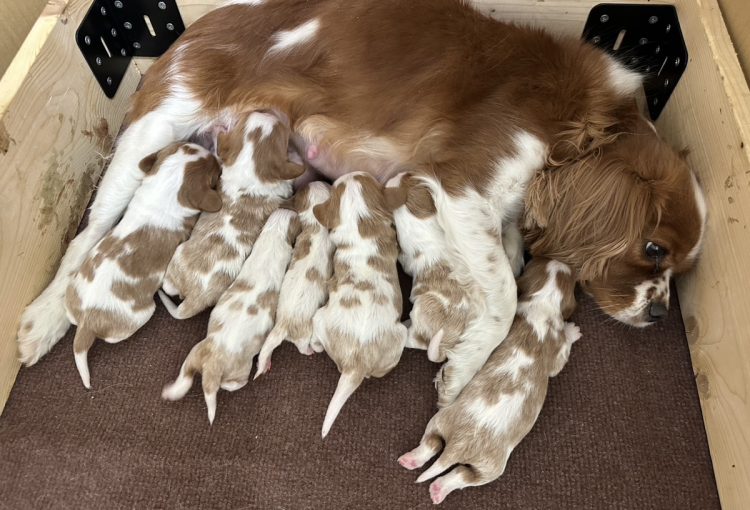 えびすの子育てルーム通信❤①R8.2.9