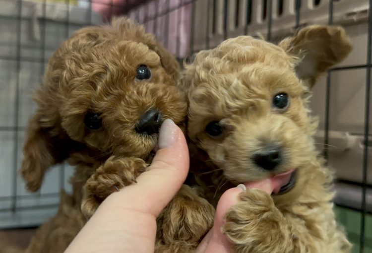 フルールの子育てルーム通信❤②R8.2.10