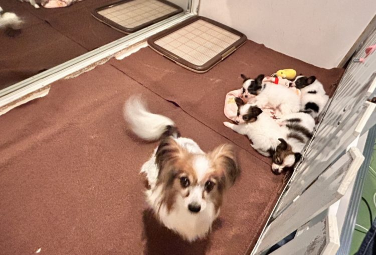 ハープの子育てルーム通信❤⑤R8.2.12