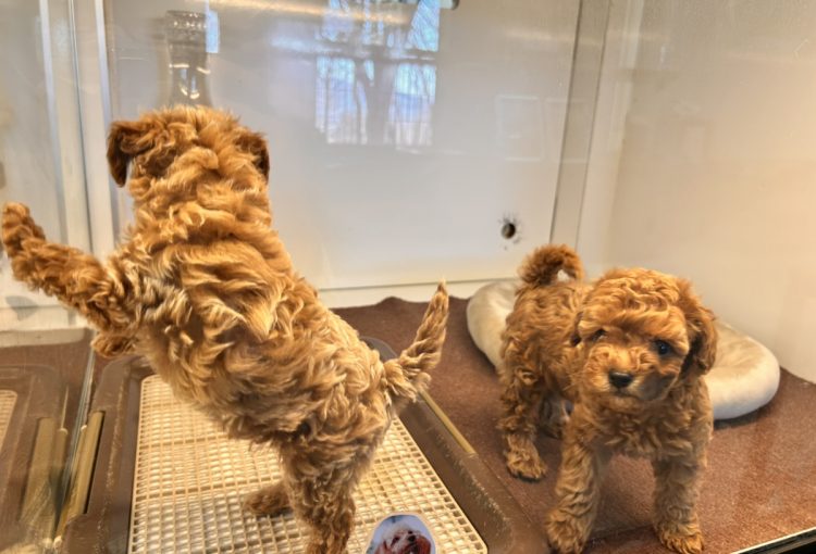 フルールの子育てルーム通信❤③R8.2.19