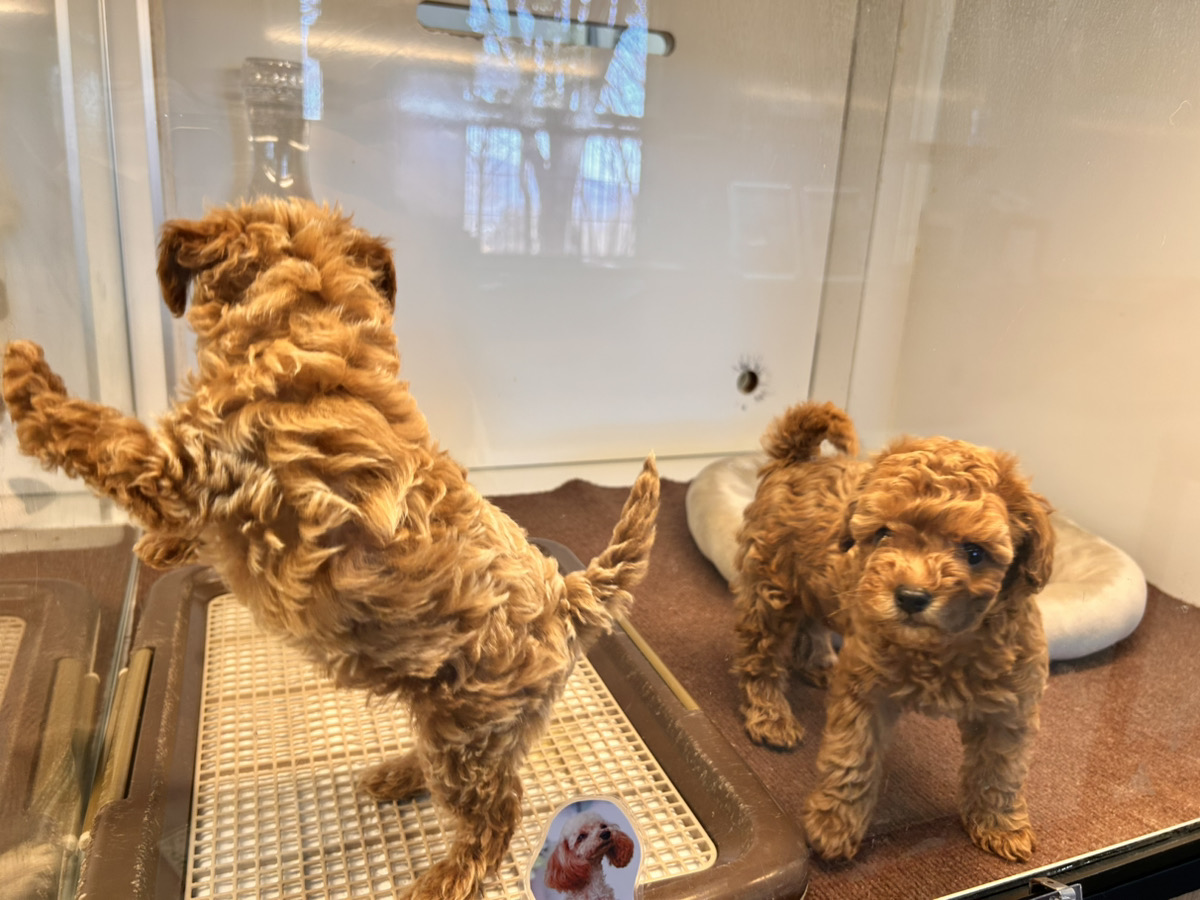 フルールの子育てルーム通信❤③R8.2.19