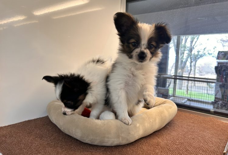 ハープの子育てルーム通信❤⑥R8.2.20