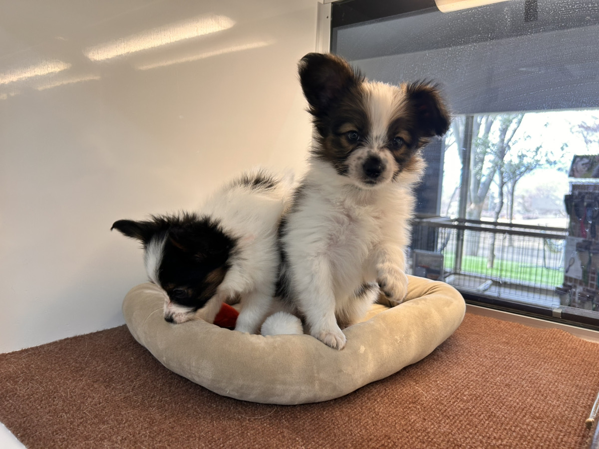 ハープの子育てルーム通信❤⑥R8.2.20