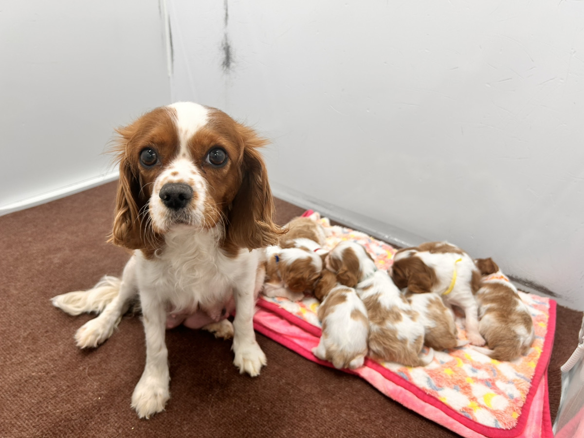 えびすの子育てルーム通信❤②R8.2.25