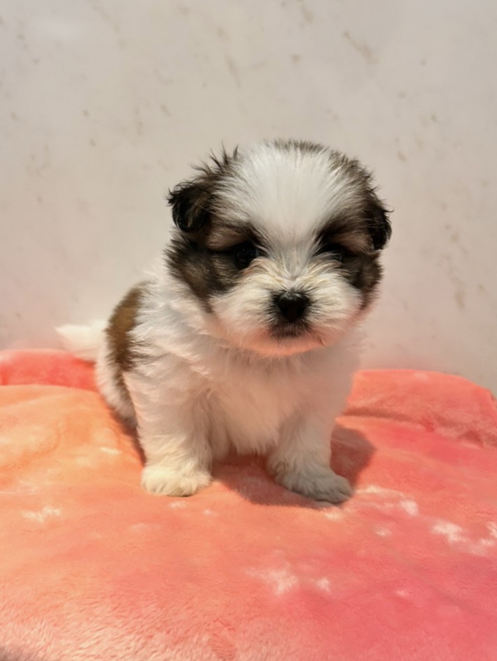 ミックス（シーズー×ポメラニアン） | 世界の名犬牧場