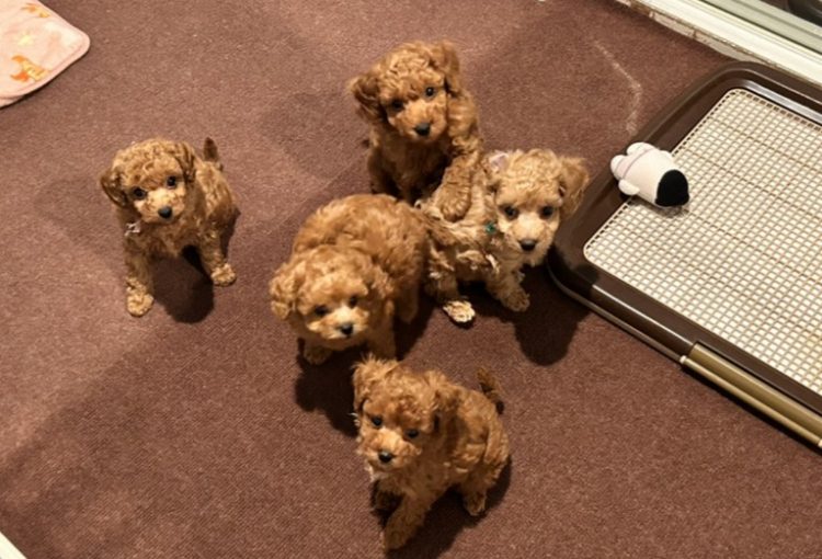 はなびの子育てルーム通信❤⑤R8.3.12