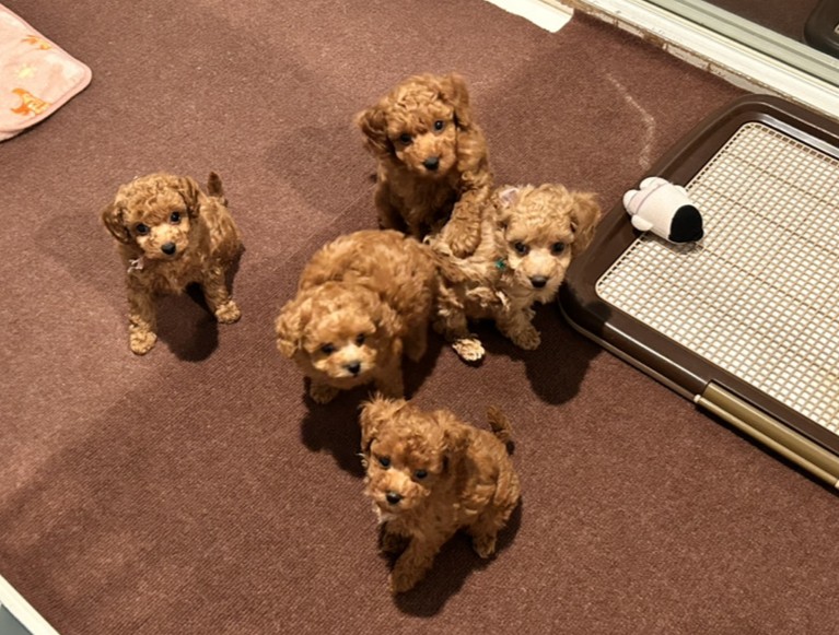 はなびの子育てルーム通信❤⑤R8.3.12