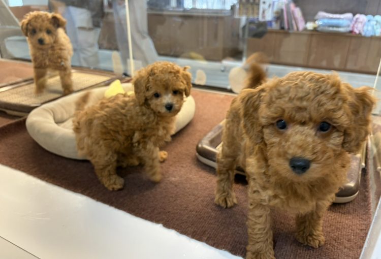 はなびの子育てルーム通信❤⑥R8.3.20