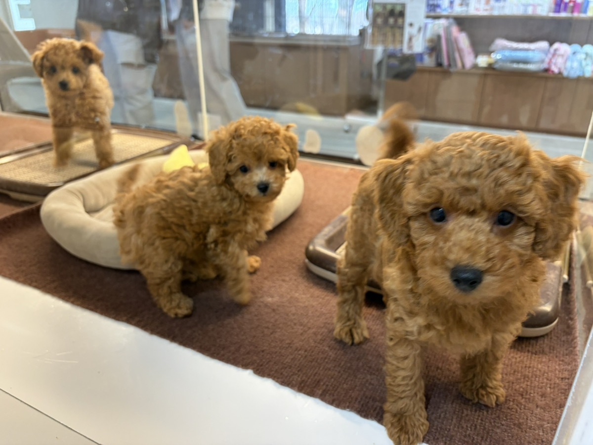 はなびの子育てルーム通信❤⑥R8.3.20