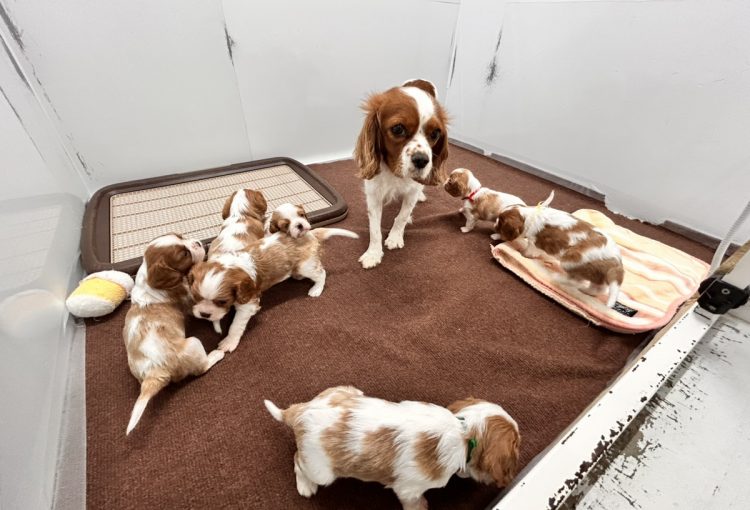 えびすの子育てルーム通信❤③R8.3.2