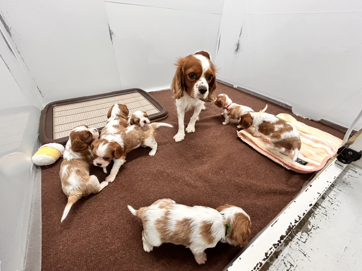 えびすの子育てルーム通信❤③R8.3.2