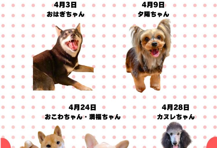 🎂🐾4月お誕生日のふれあい犬たち🐾🎂