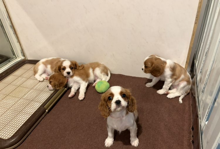 えびすの子育てルーム通信❤⑥R8.3.31