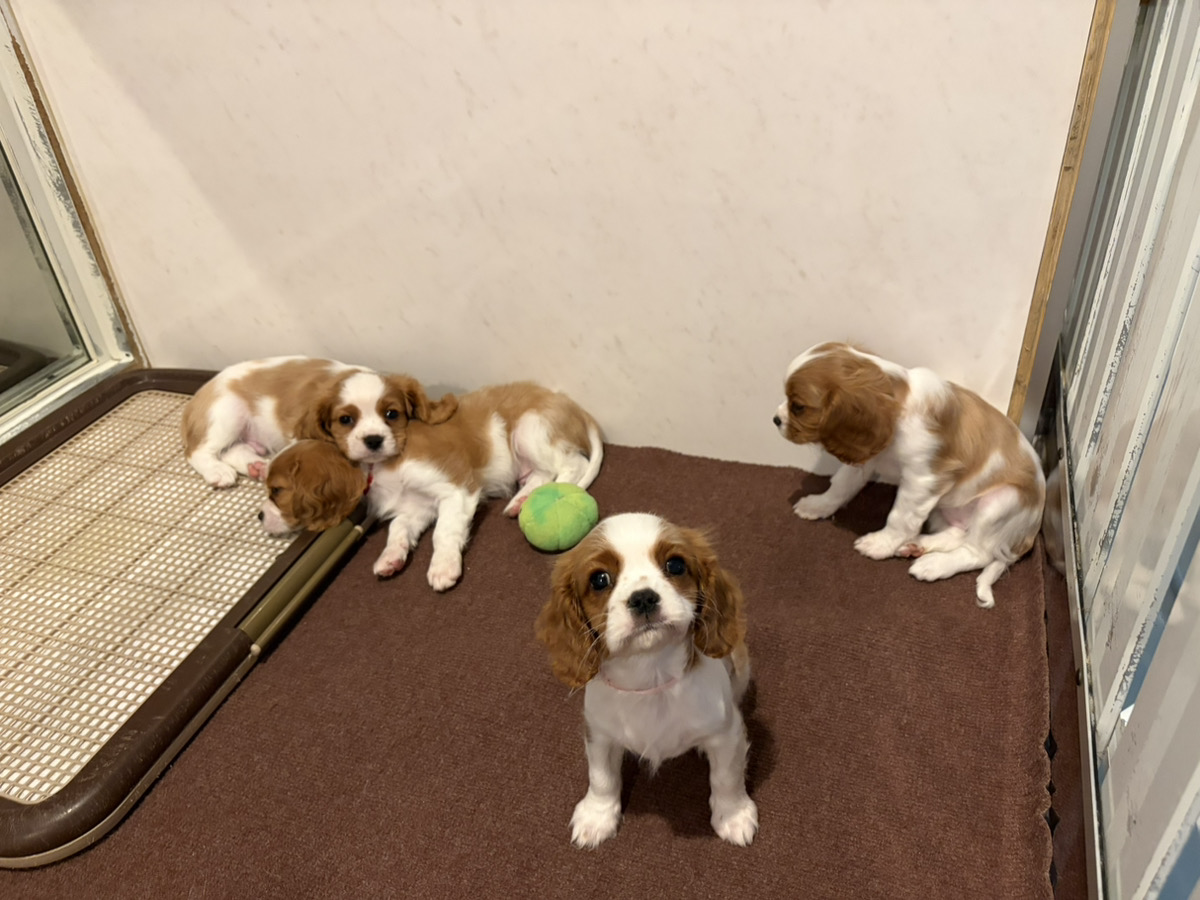 えびすの子育てルーム通信❤⑥R8.3.31