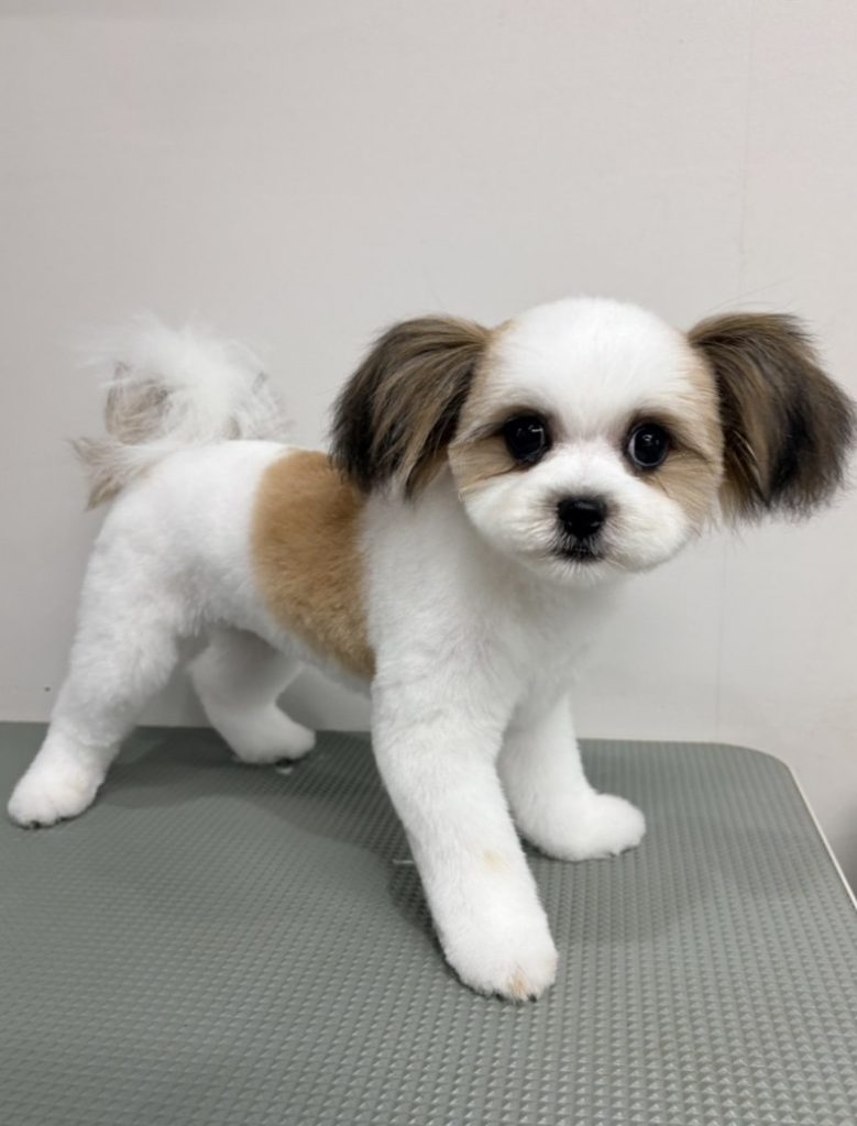 ミックス（シーズー×ポメラニアン） | 世界の名犬牧場