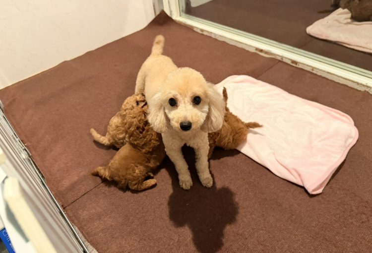 はなびの子育てルーム通信❤④R8.3.6