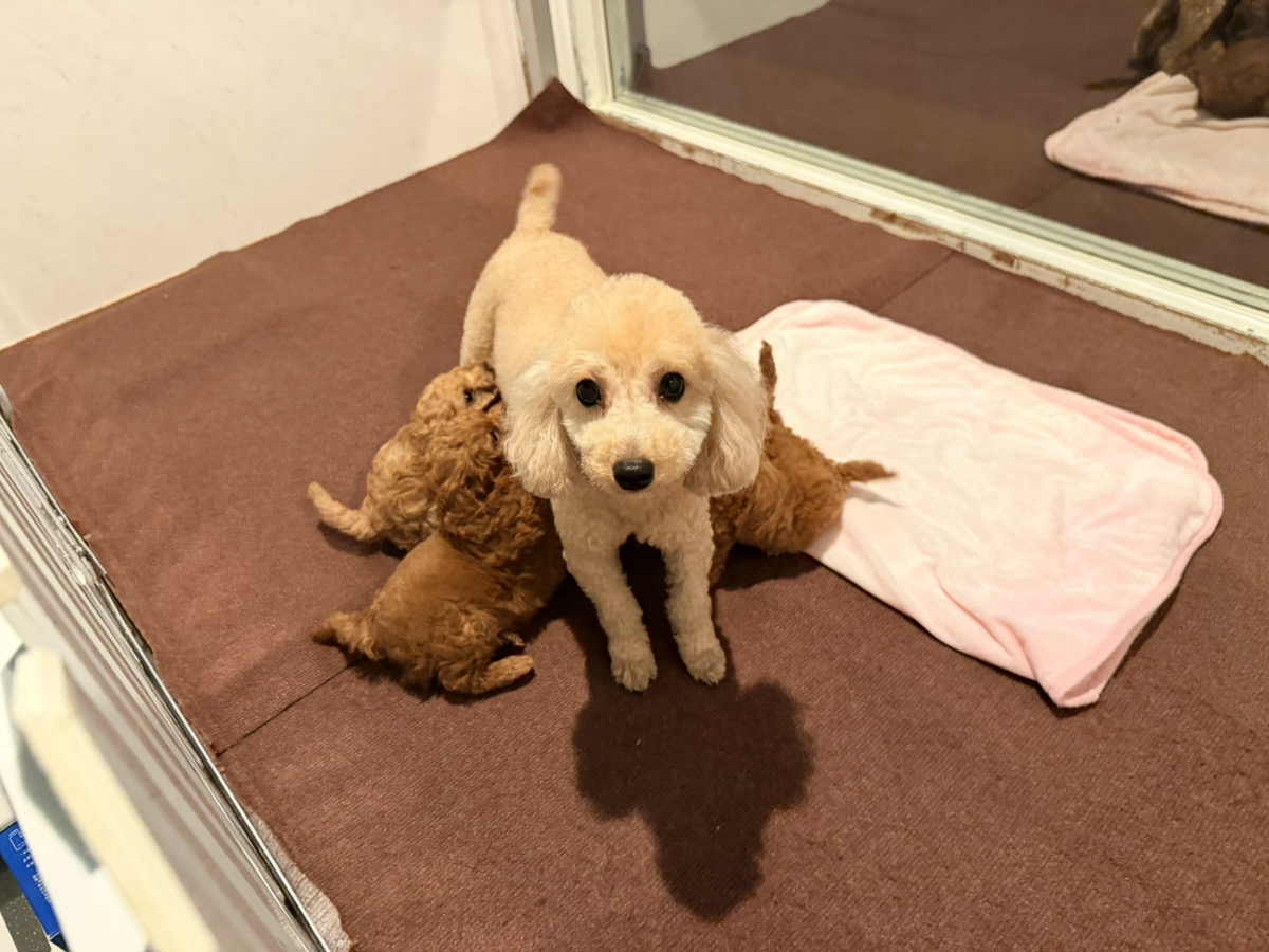 はなびの子育てルーム通信❤④R8.3.6