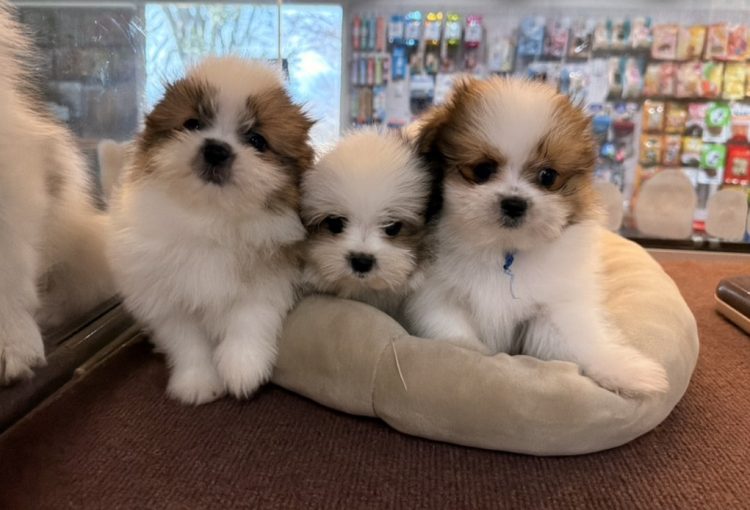 れいの子育てルーム通信❤⑥R8.3.24