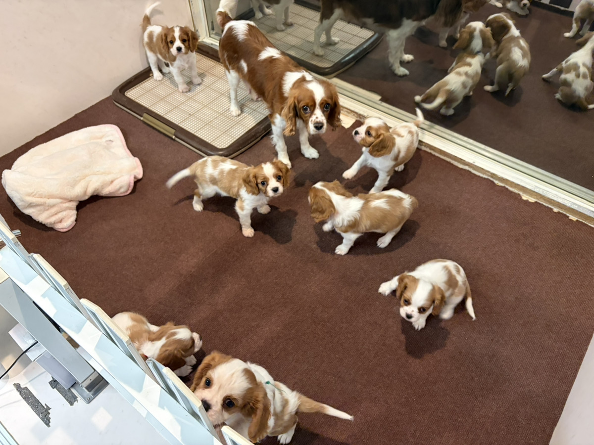 えびすの子育てルーム通信❤⑤R8.3.22