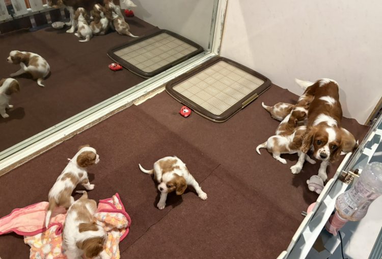 えびすの子育てルーム通信❤④R8.3.18