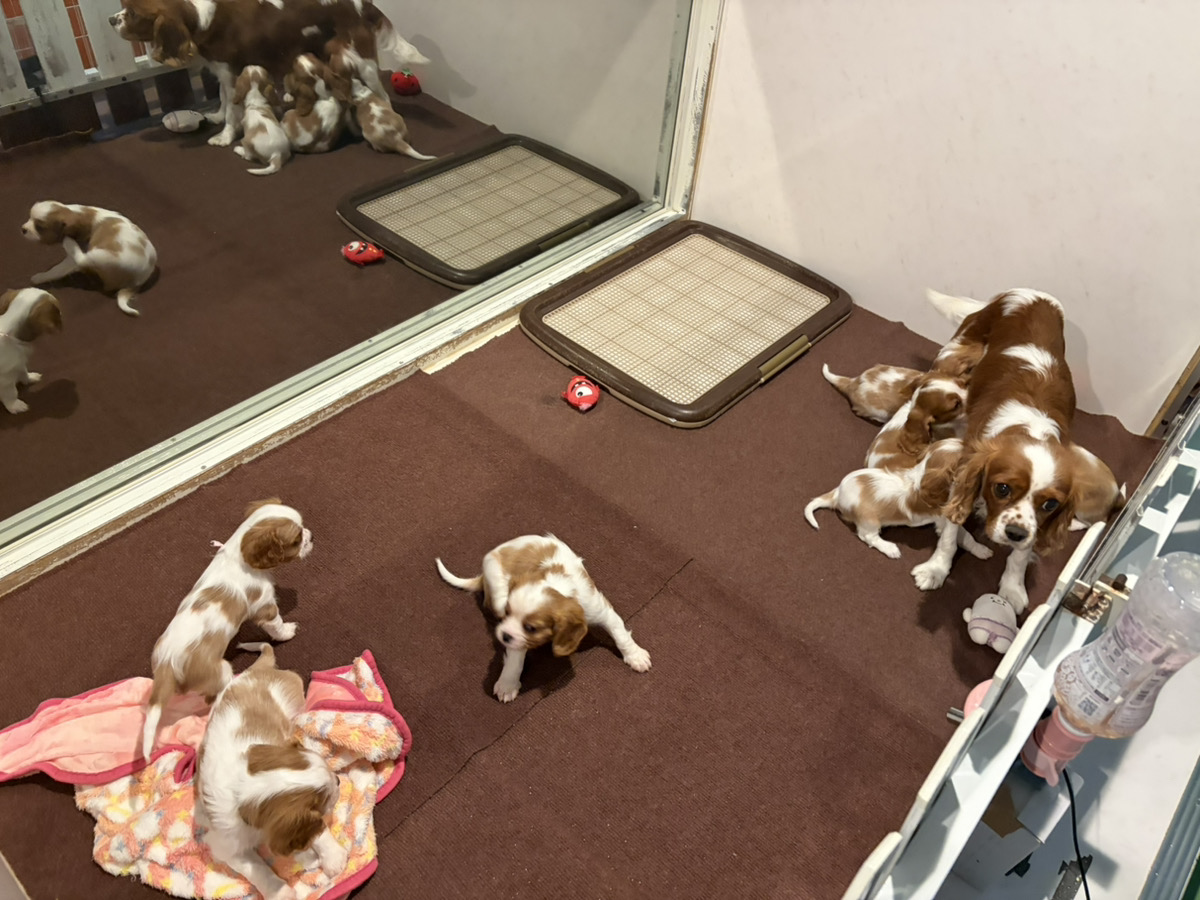 えびすの子育てルーム通信❤④R8.3.18