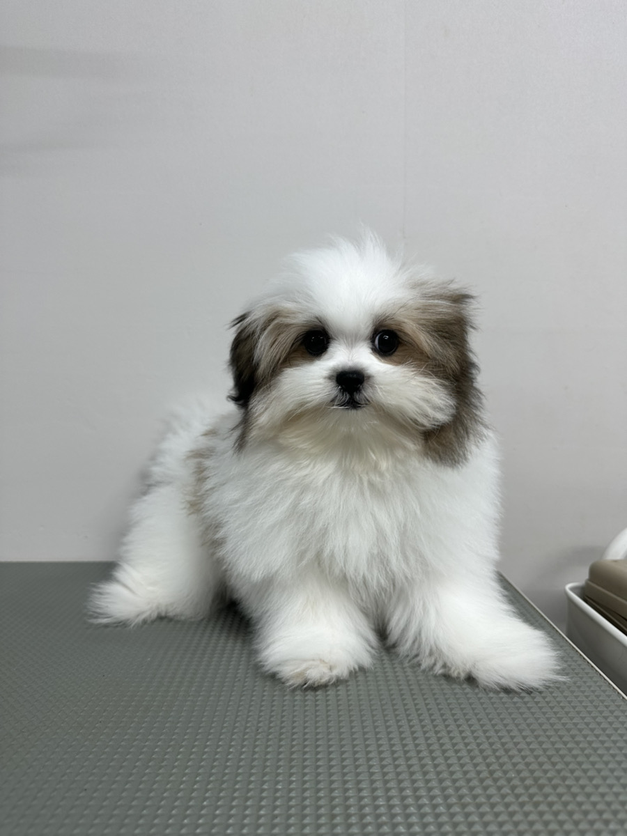 14kgf ポメ様 ミックス（シーズー×ポメラニアン） | 世界の名犬牧場