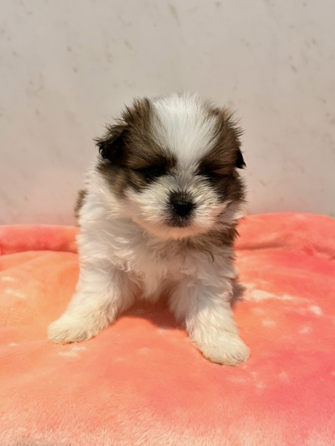 ミックス（シーズー×ポメラニアン） | 世界の名犬牧場