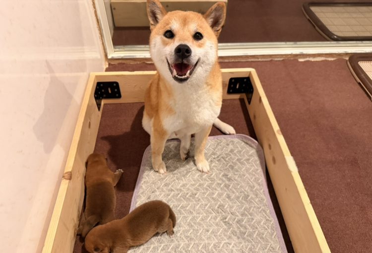 おこわの子育てルーム通信❤R8.4.6