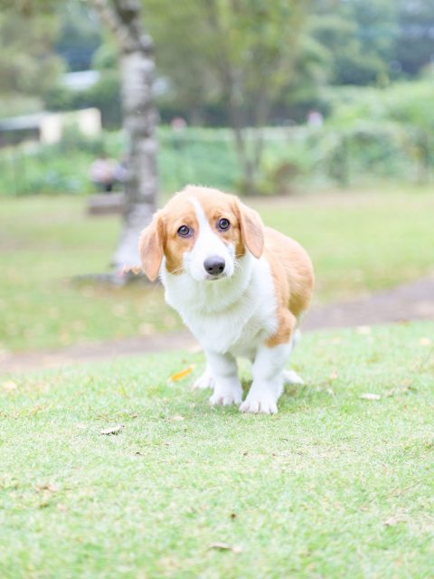 ウェルシュ・コーギー・ペンブローク アーカイブ | 世界の名犬牧場