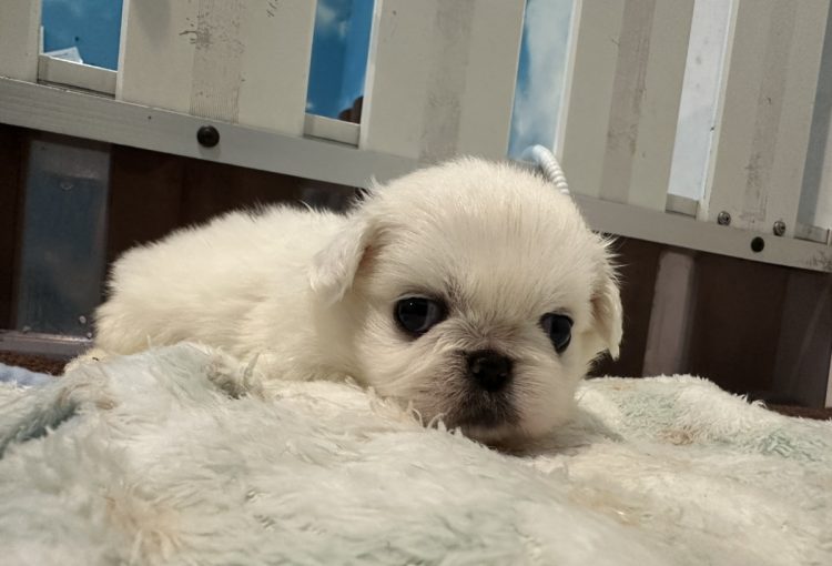 しゅうまいの子育てルーム通信❤③R6.5.31