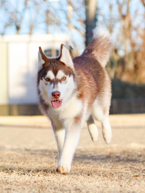 シベリアン・ハスキー アーカイブ | 世界の名犬牧場
