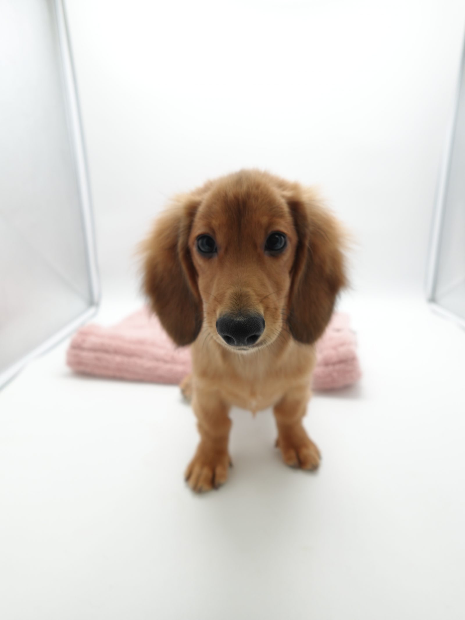 ミニチュアダックスフンド アーカイブ | 世界の名犬牧場