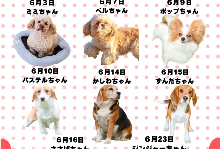 🎂🐾6月お誕生日のふれあい犬たち🐾🎂