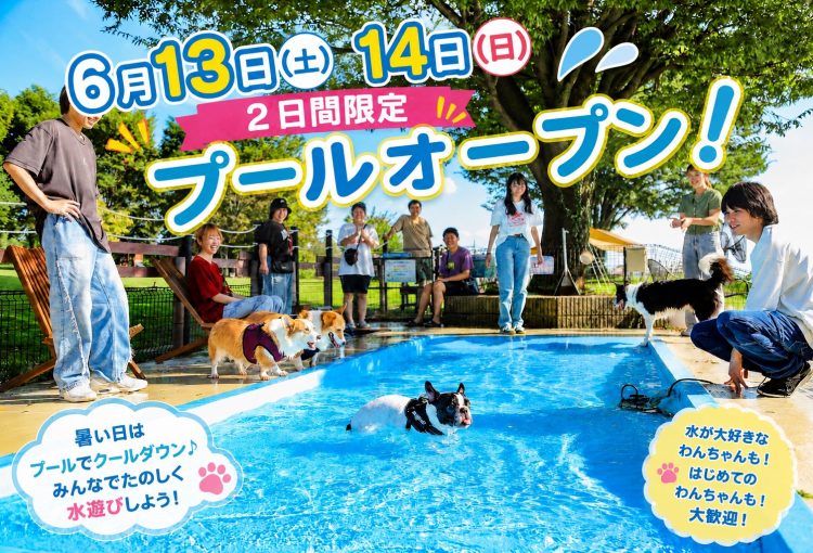 今週末はプール開催！